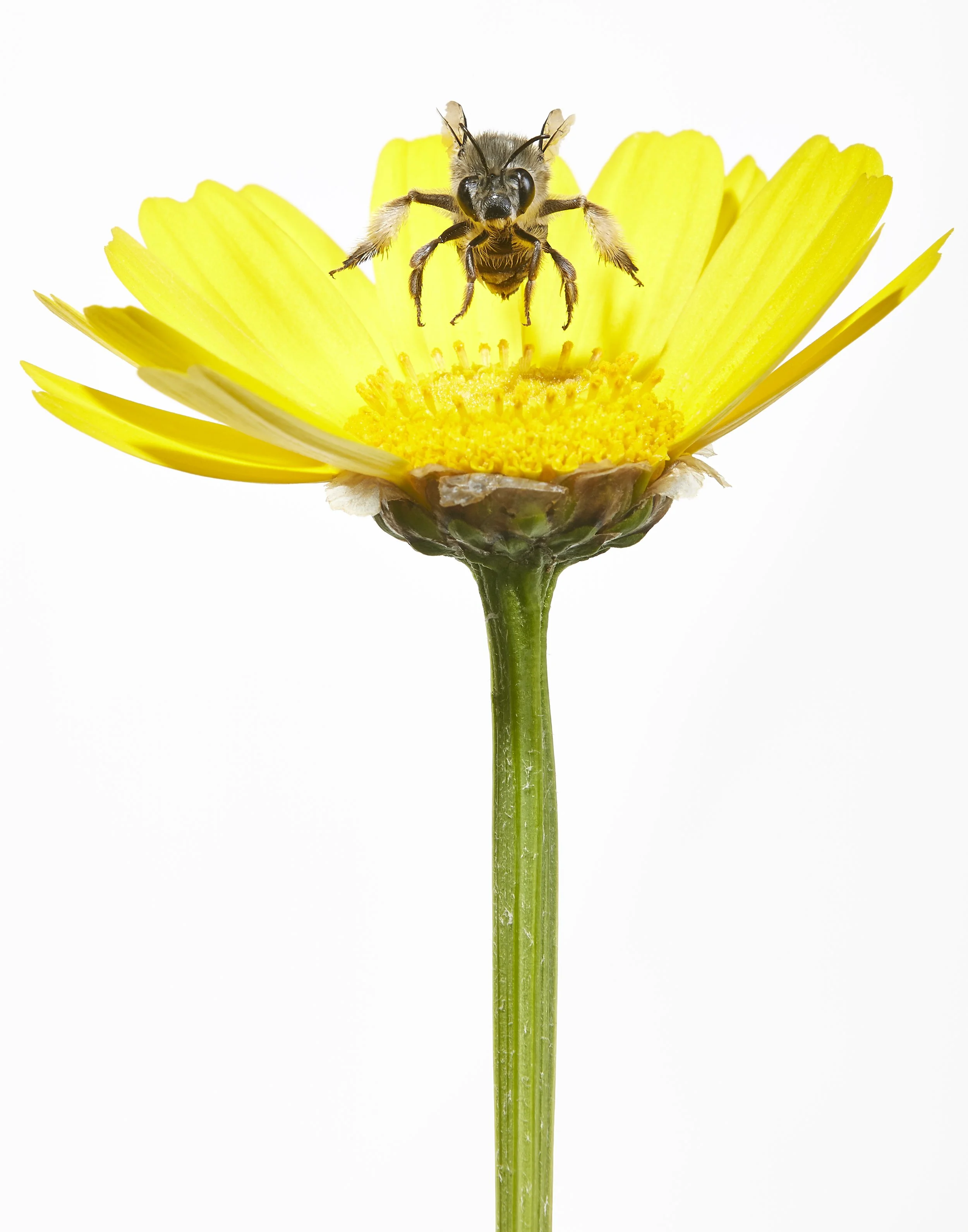 Silver Digger Bee 06.jpg