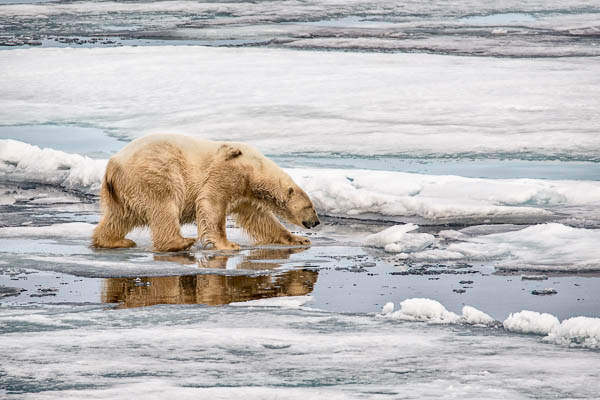 Polar Bear on the pack ice, North East of Svalbard.
