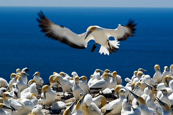 Gannet landing by Michael Smyth