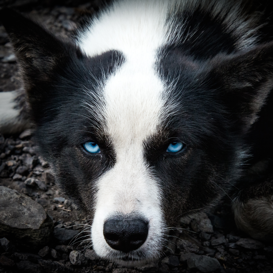 Old Blue Eyes, sled dog at Longyearbyen, Svalbard. (c) Michael Smyth 2016