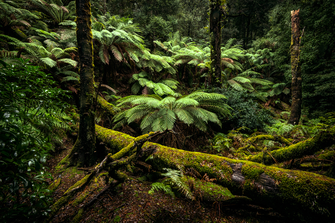 Man Ferns near Corinna, Tasmania (c) Michael Smyth 2017