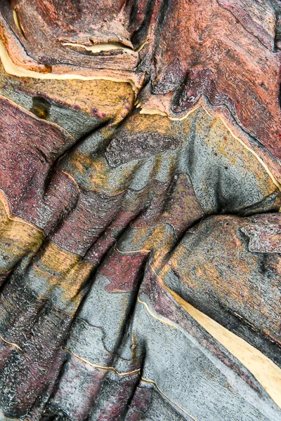 COLOURED BARK_MDS3401.jpg