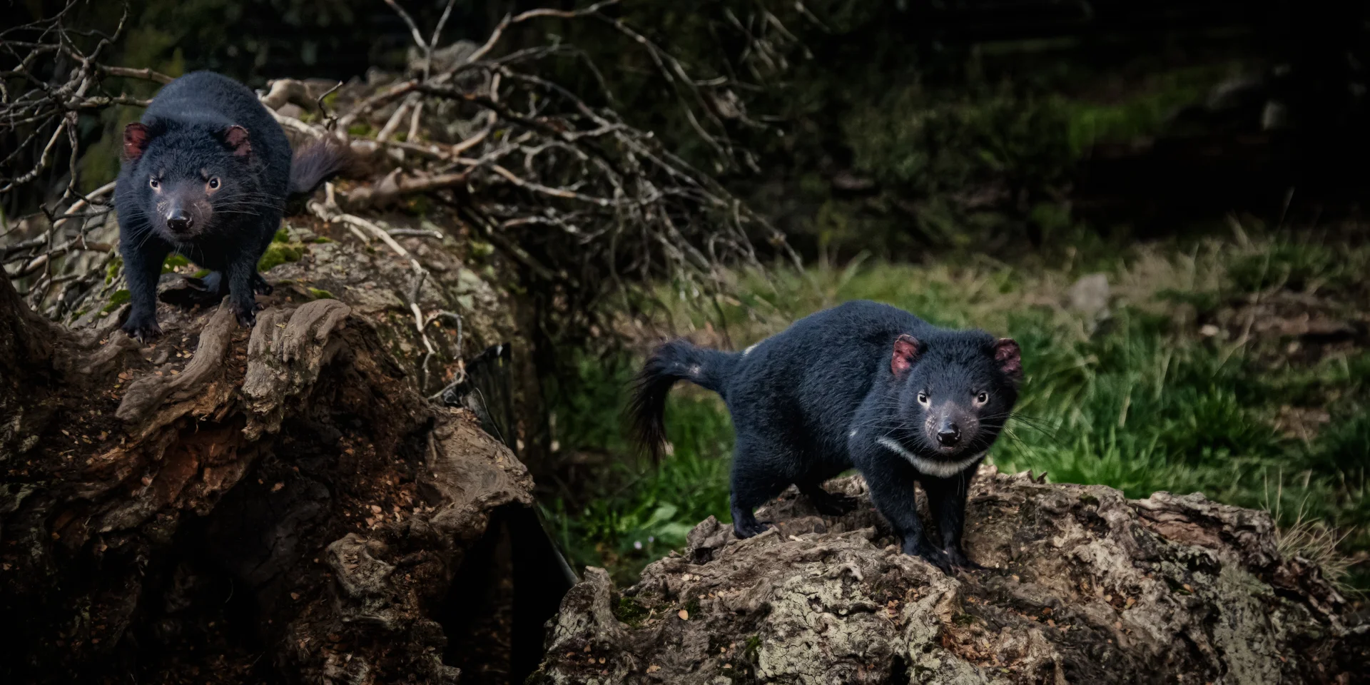 Tasmanian Devils