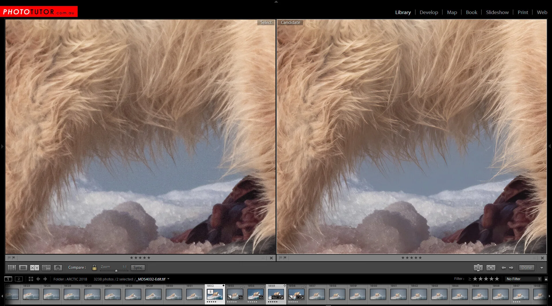 Above, another detail of the Polar Bear at 100% from the same image as above. At left the RAW file with Lightroom sharpening and noise reduction. At right the image with Topaz Denoise AI applied. The Topaz version has brought out the fine hairs and the ice below the bear while still removing the luminance noise. The worklow for using Denoise from within Lightroom is a little convoluted. First, complete all processing of the RAW file, except for any sharpening or noise reduction (I have found that this works the best), then go to Photo>Edit In and select Topaz Denoise (the trial version does not work from within Lightroom so you need to export as a TIFF first if using the trial version). Choose Edit a Copy with Lightroom Adjustments and choose TIFF as the file format, 16 bit and ProPHoto Colour space to retain as much information as possible. With these settings, click on Edit to create the TIFF file and open in Topaz Denoise AI. Topaz denoise AI has two settings, Denoise AI and AI Clear. I have found that Denoise AI has worked the best on these sample images. Select “Auto” to let the software make some adjustments and create a preview.