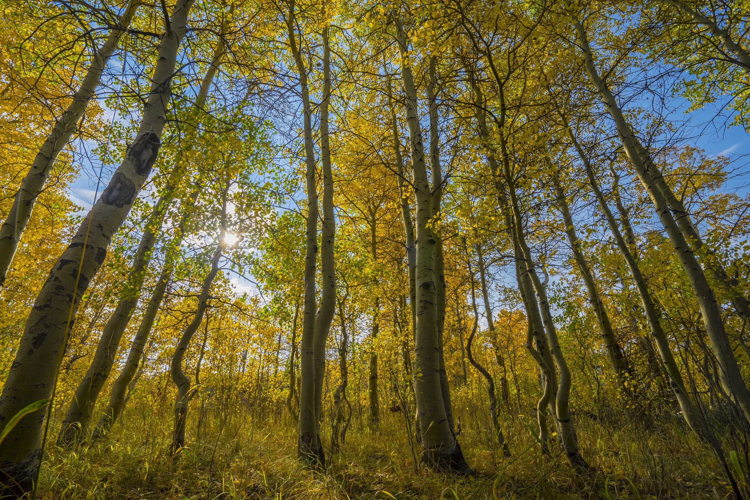 Aspens, Steens Mtn, Oregon