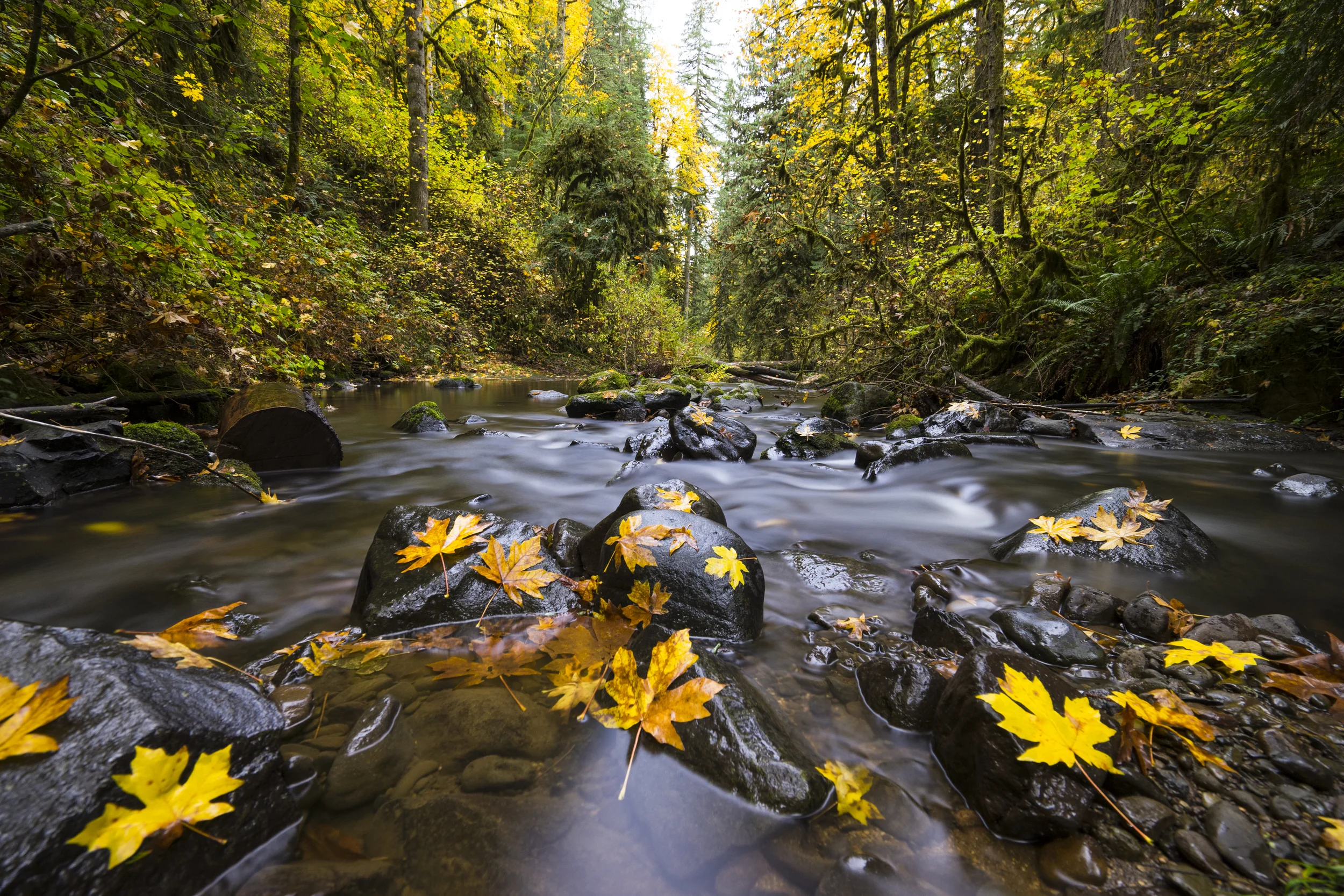 McDowell Creek, Oregon