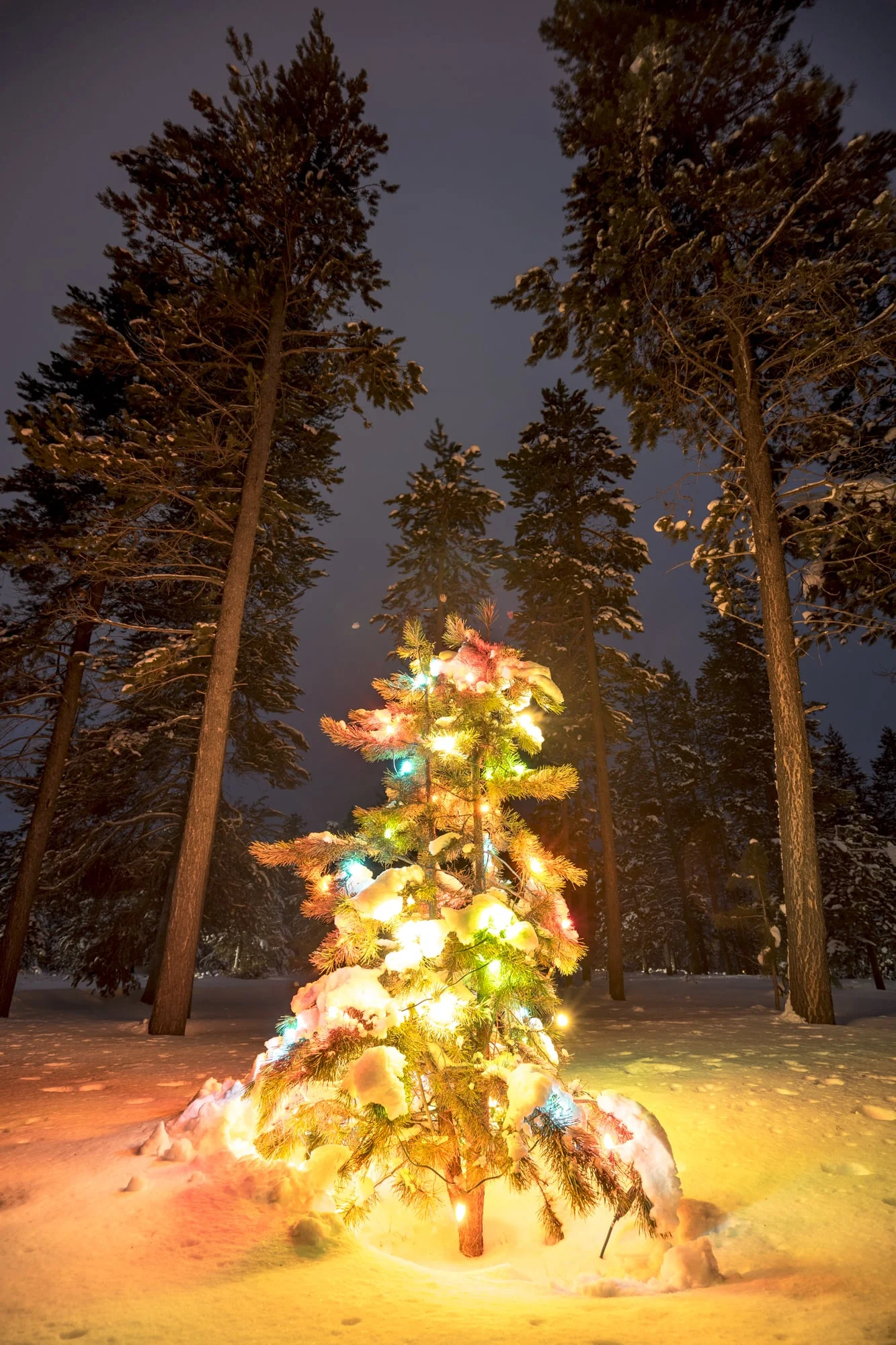 A Wild Christmas Tree, Sunriver, Oregon