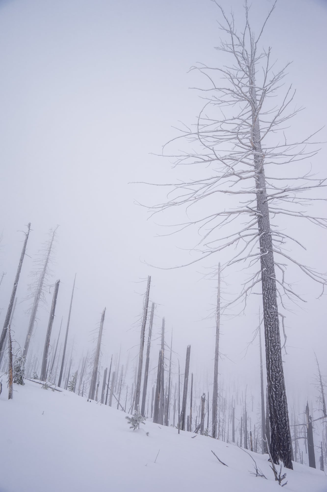 Santiam Pass, Oregon