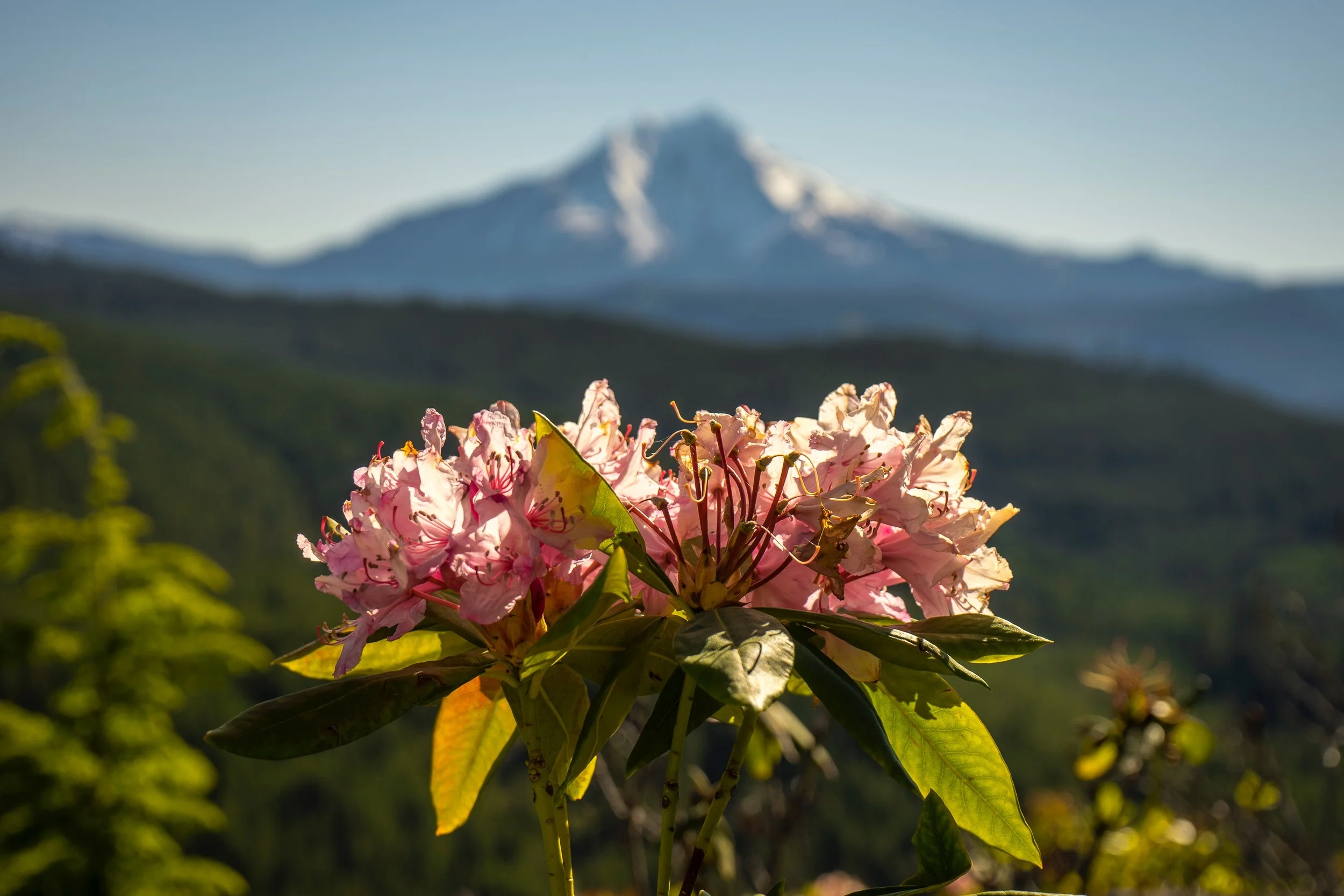 Rhododendron with Mt Jefferson in background, Oregon. 