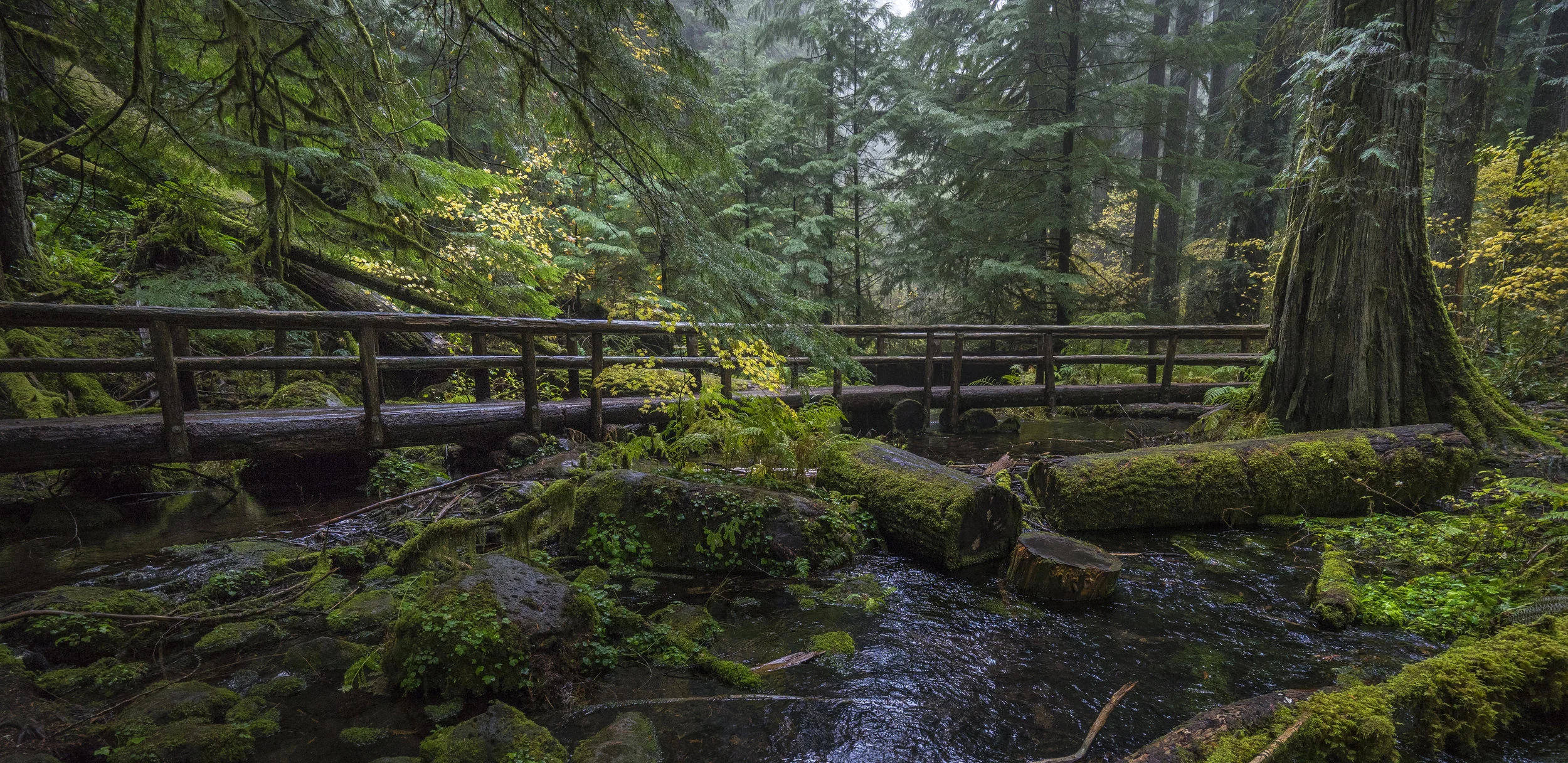 McKenzie River area, Oregon