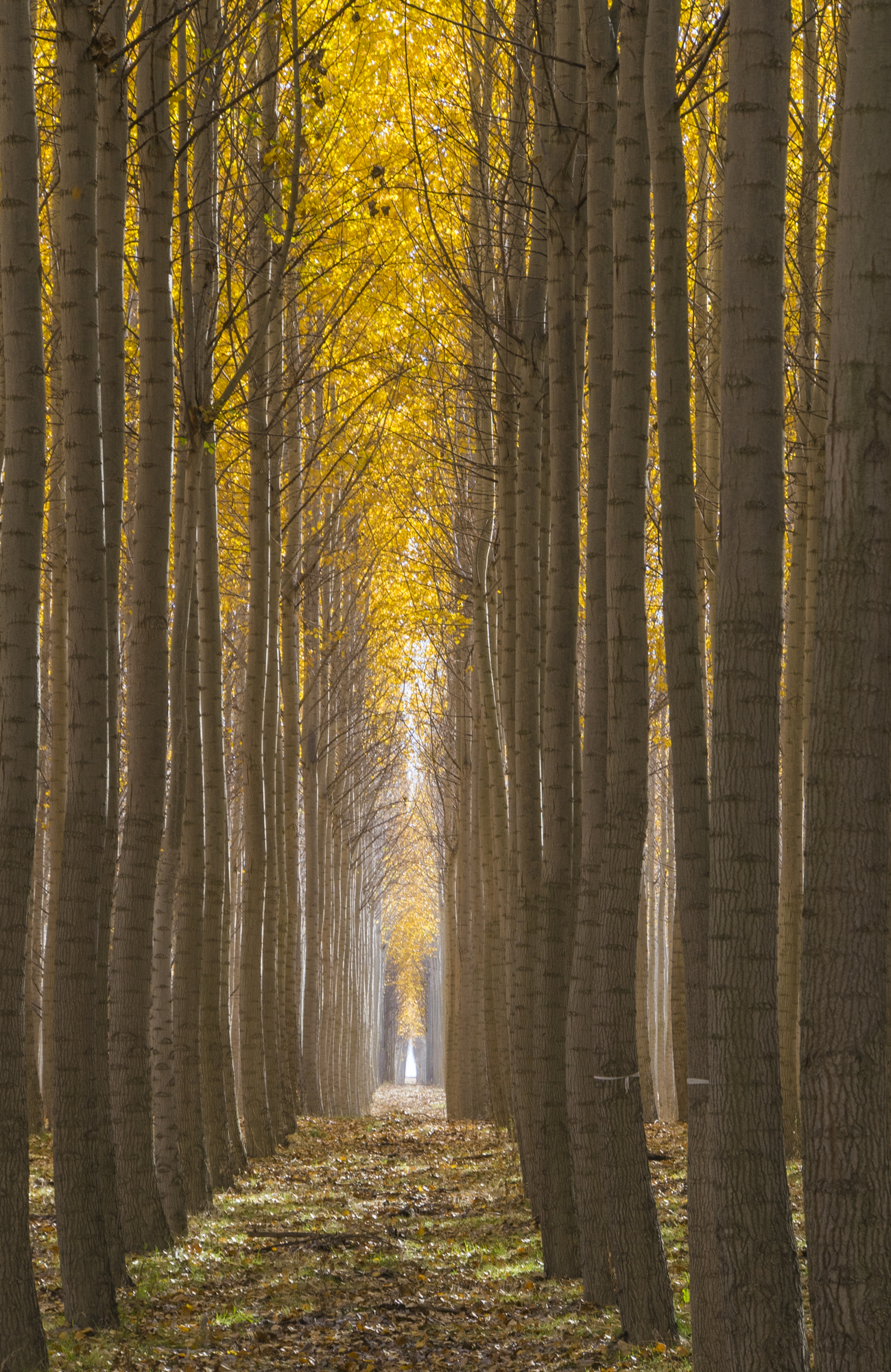 Boardman Tree Farm, Oregon
