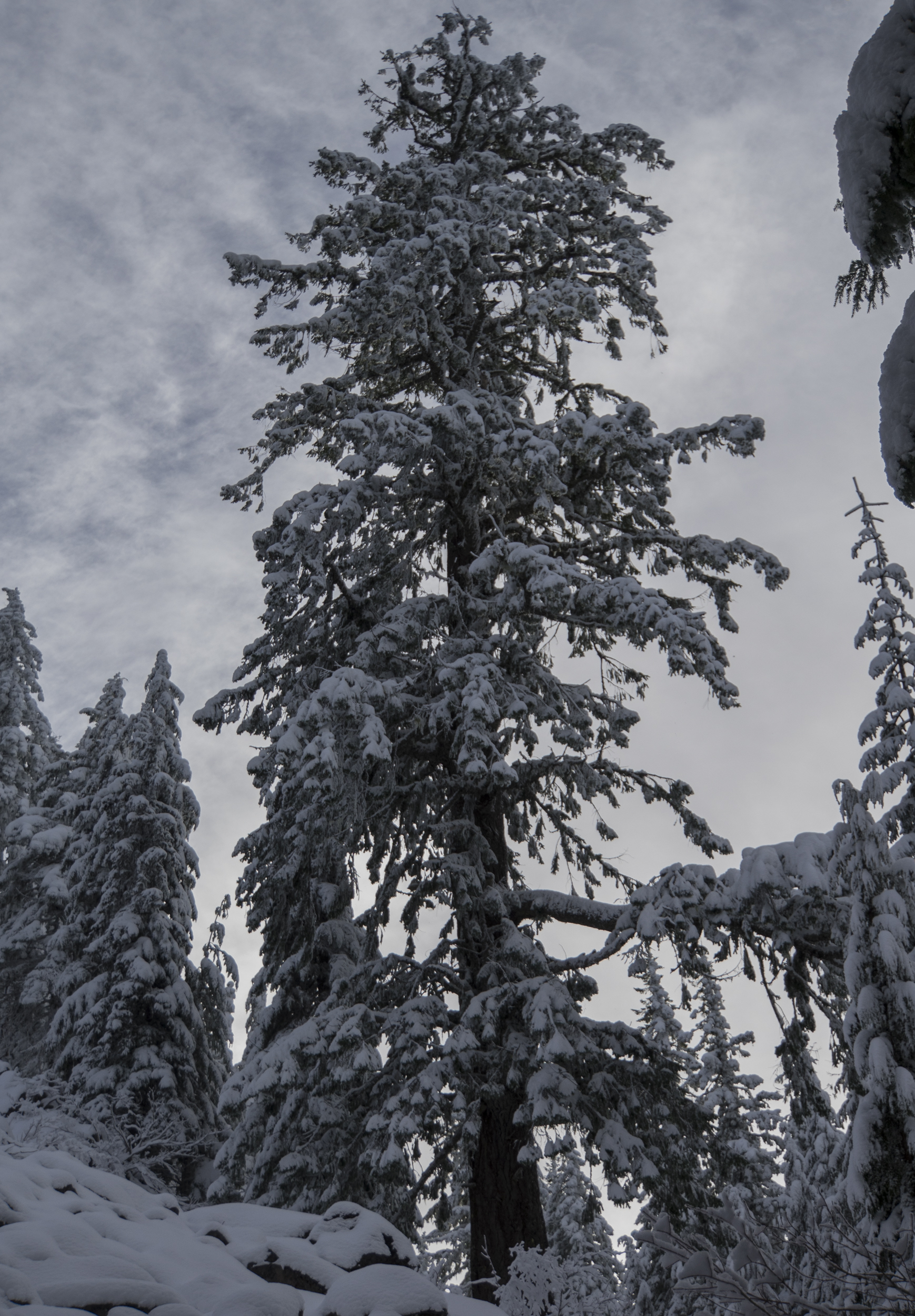 First Snow