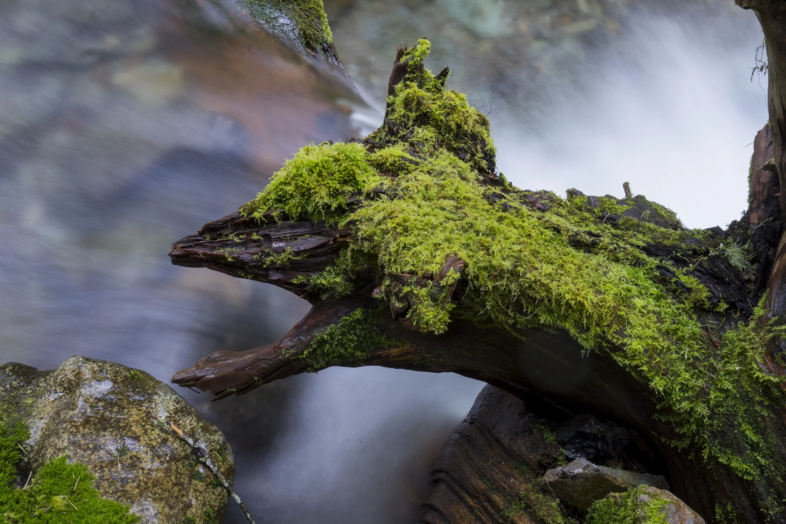 Tree Dragon