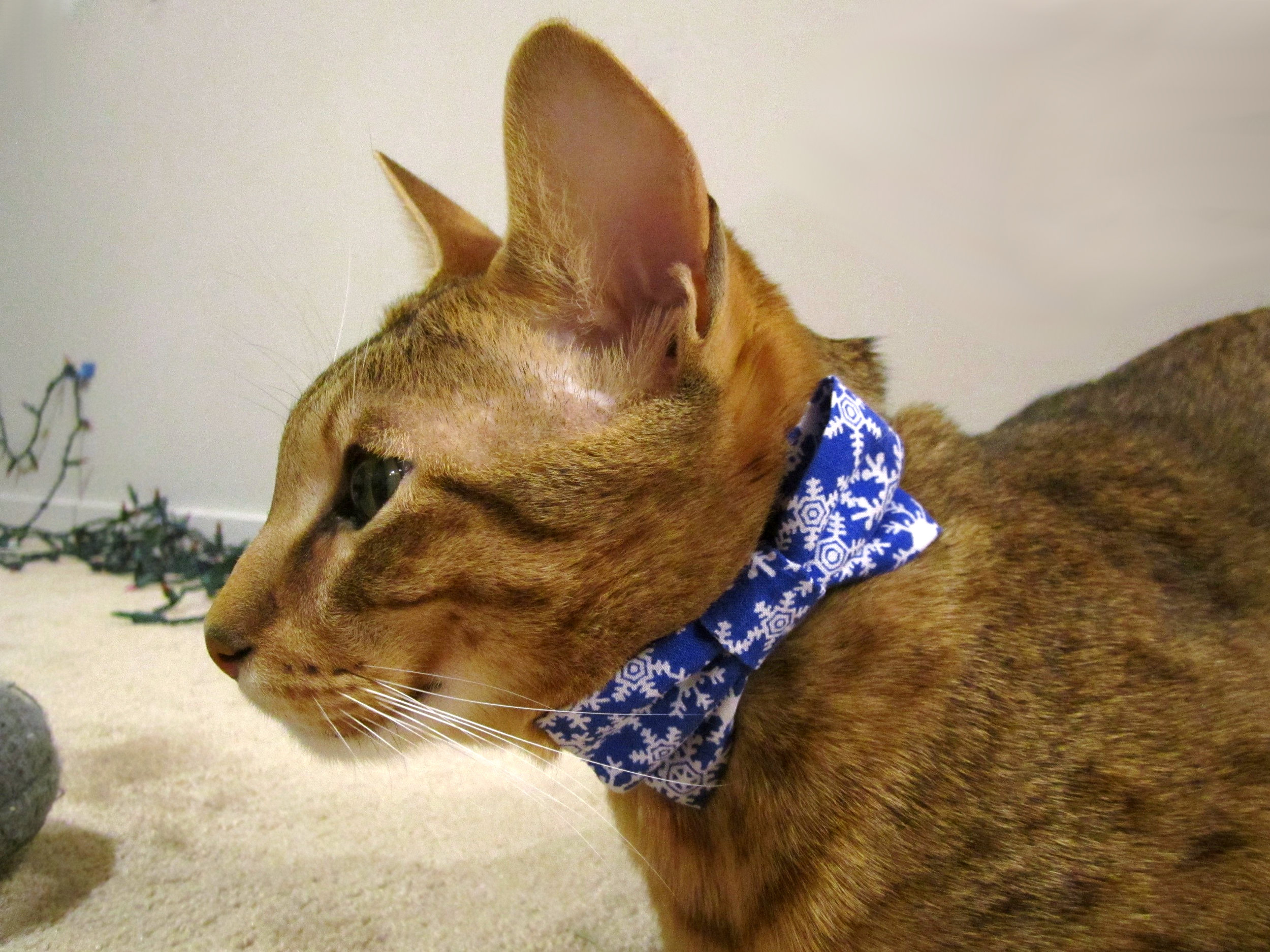 Snowflake Pet Bow on Carmen's Cat, Timber.