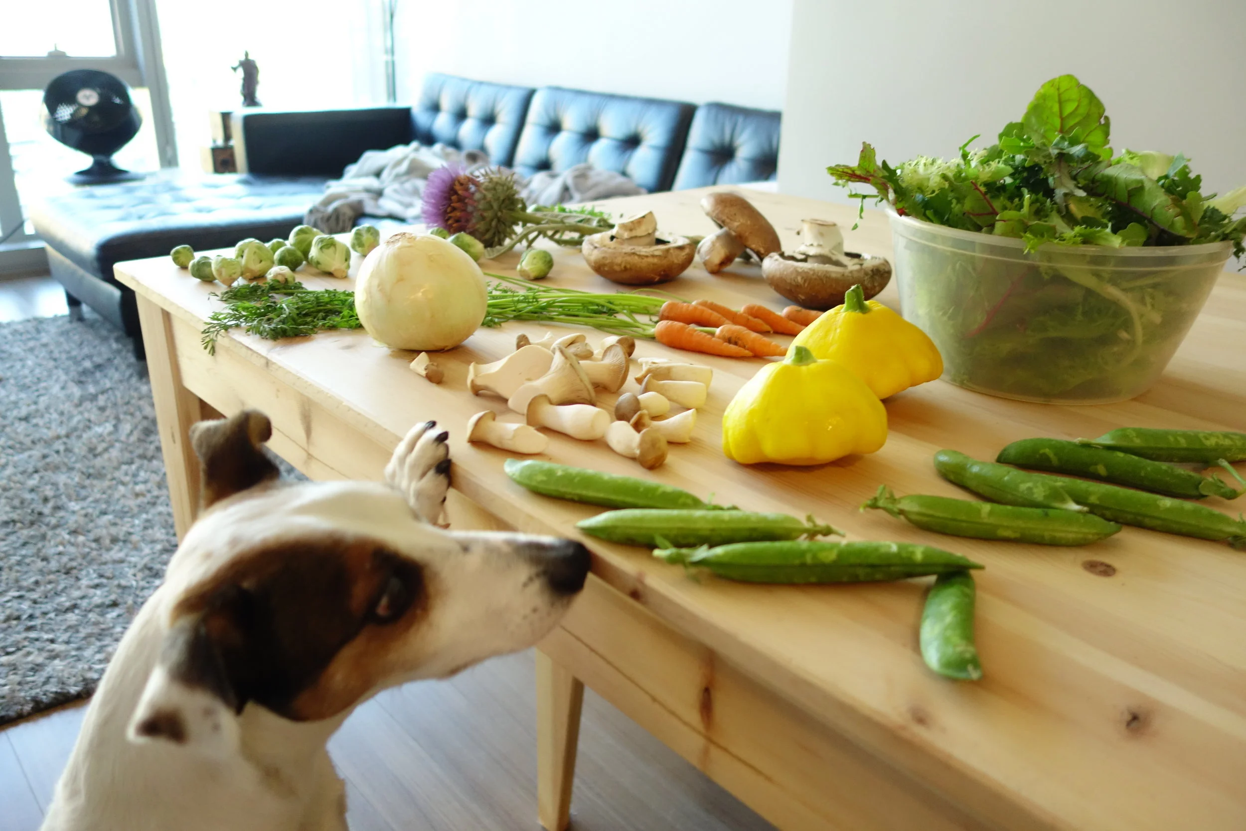 Mocha sniffing out raw ingredients