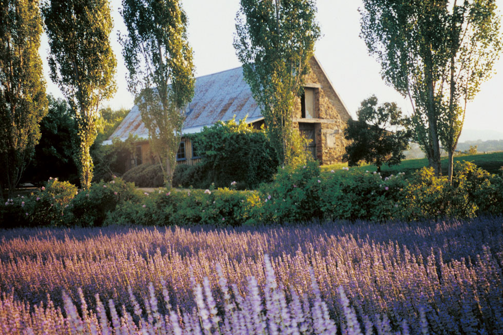 Fresh lavender at Lavendula, Hepburn Springs, Victoria - one of my favourite spots from home