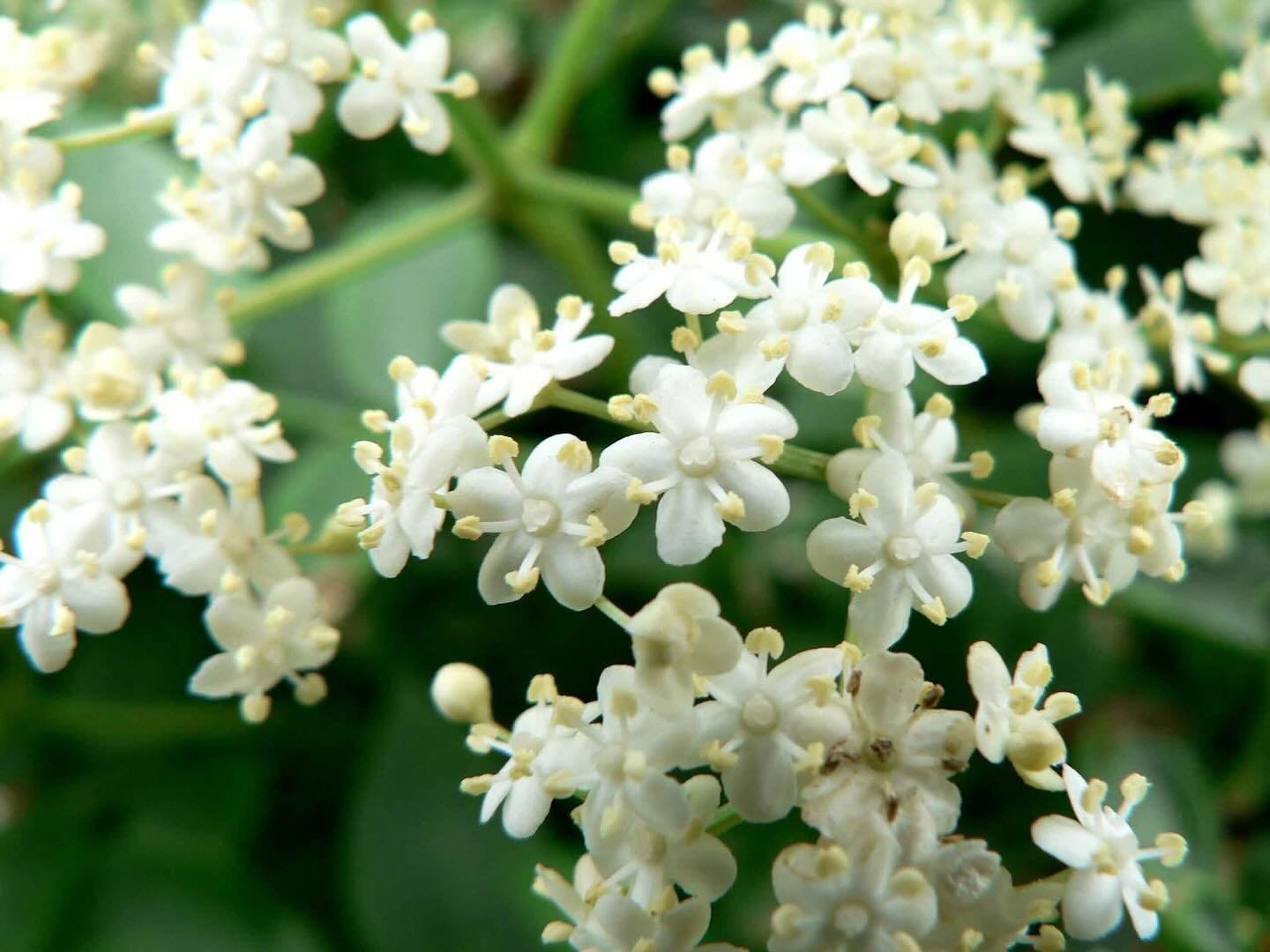 Why elderflowers? 🌼

First and foremost, elderflowers and the essential oils of lemon, lime, lemongrass and spearmint give the Massagical product range its beautiful distinct smell! 

I infuse the cold pressed rapeseed oil with thousands of fresh ha