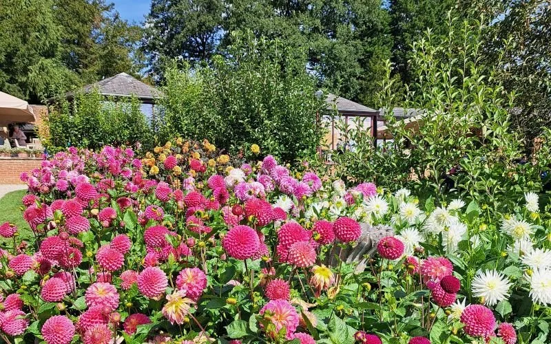 Harrogate Autumn Flower Show