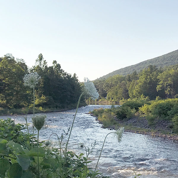 The flowing Esopus Creek with Queen Anne's Lace in New York State's Catskill Park