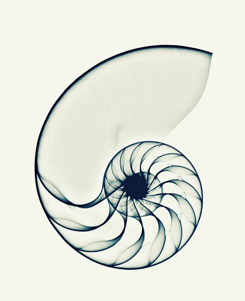FOLLOW THE SPIRAL OR THE BODY-SENSATION SURFER - ANTWERP