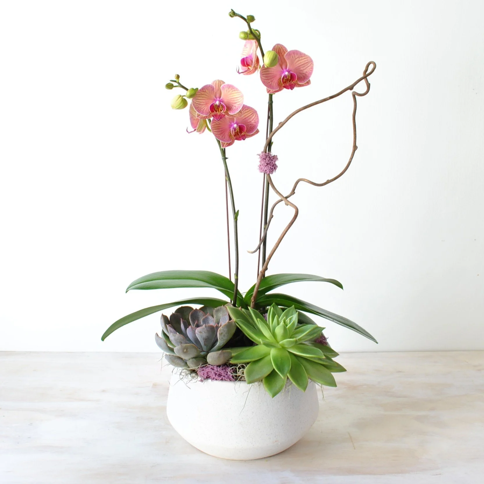 Autumnal Orchid Planter