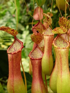 Another one of our favorites is called a Pitcher Plant. These bulbous pitchers hang from the plant and attract prey such as flies and ants. The plant is full and lush, bright green leaves are complimented by the red and orange hues of the pitchers. The plant likes bright sun and needs watered weekly, keeping the pitchers wet when watering. 