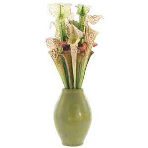 At Rouvalis, we even use some carnivorous plants in our fresh cut flower arrangements. These saracena lillies add interesting texture and style to any arrangement. They are a long lasting fresh cut flower, and are a great addition for someone who enjoys more unique flowers!