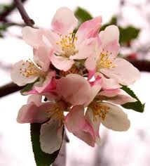 Apple Blossom- better things to come 