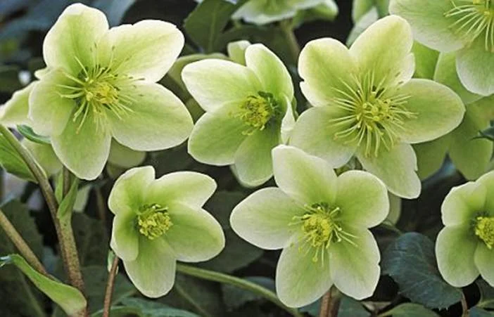 Helleborus- Relieve my anxiety 