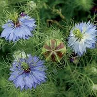 Nigella- You puzzle me 
