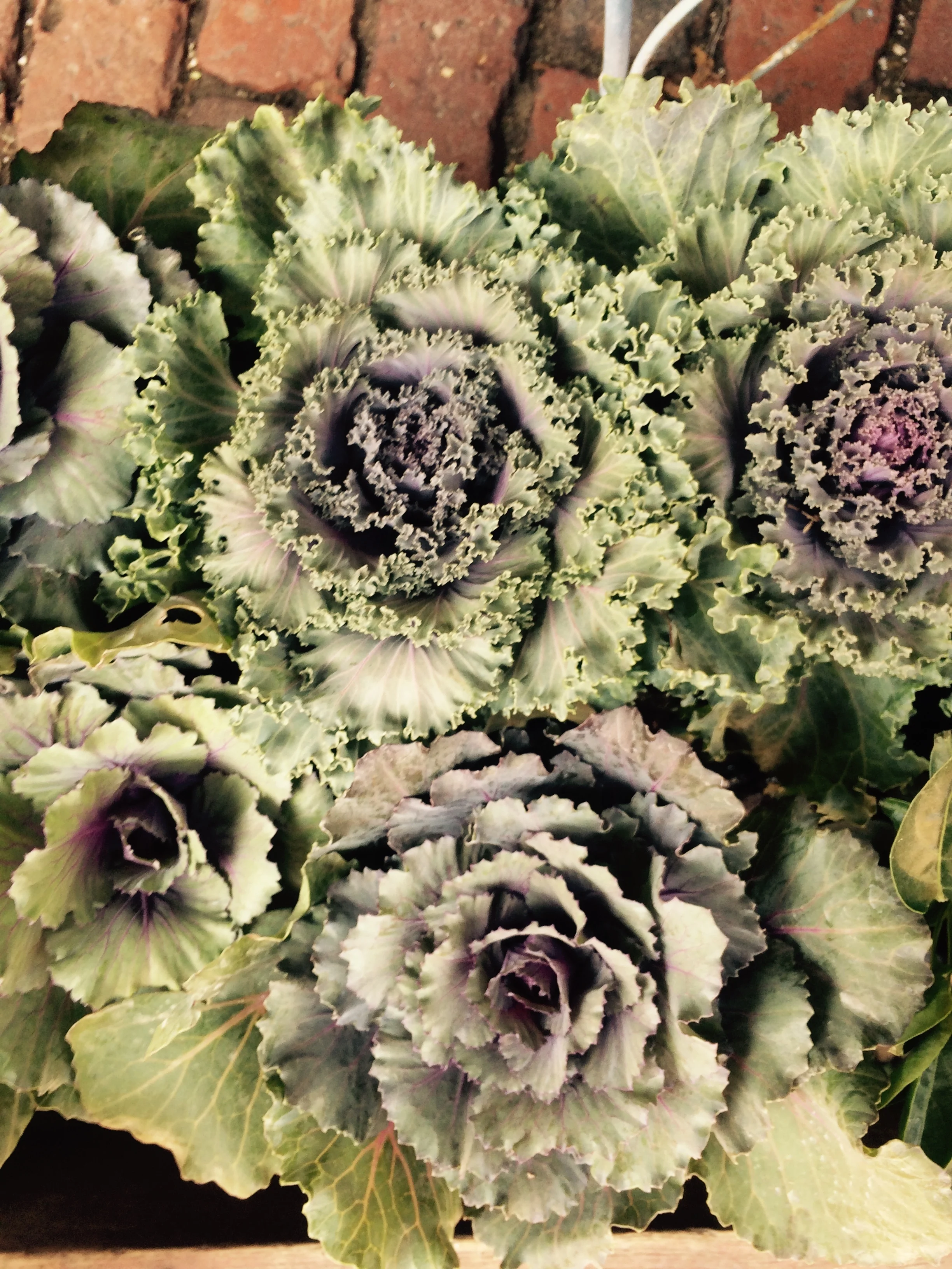 This exquisite decorative kale has a vibrate purple center which pairs well with tons of other autumnal colors. 