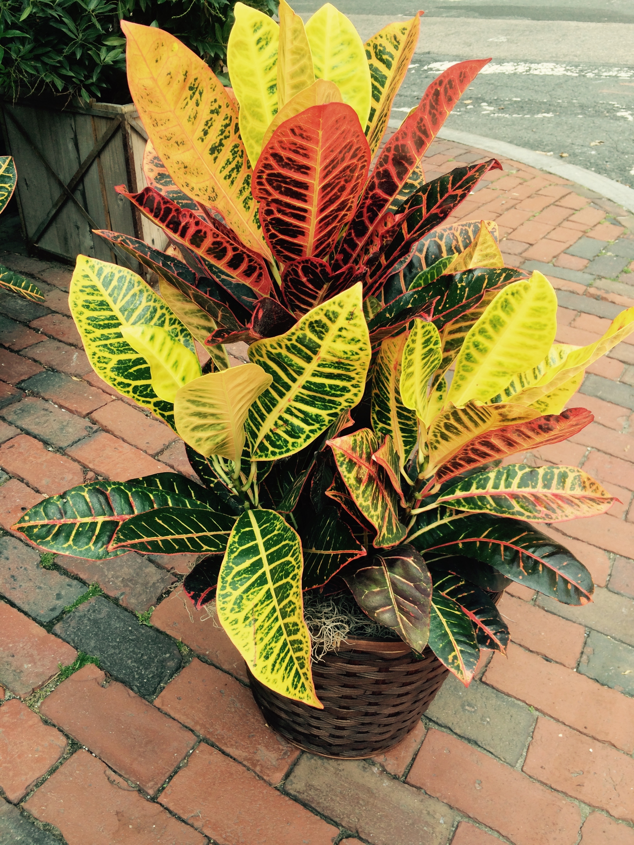 A large happy Croton, would certainly add a rainbow of color and warmth to any space! Bonus: the leaves make fantastic linings for glass vases! 