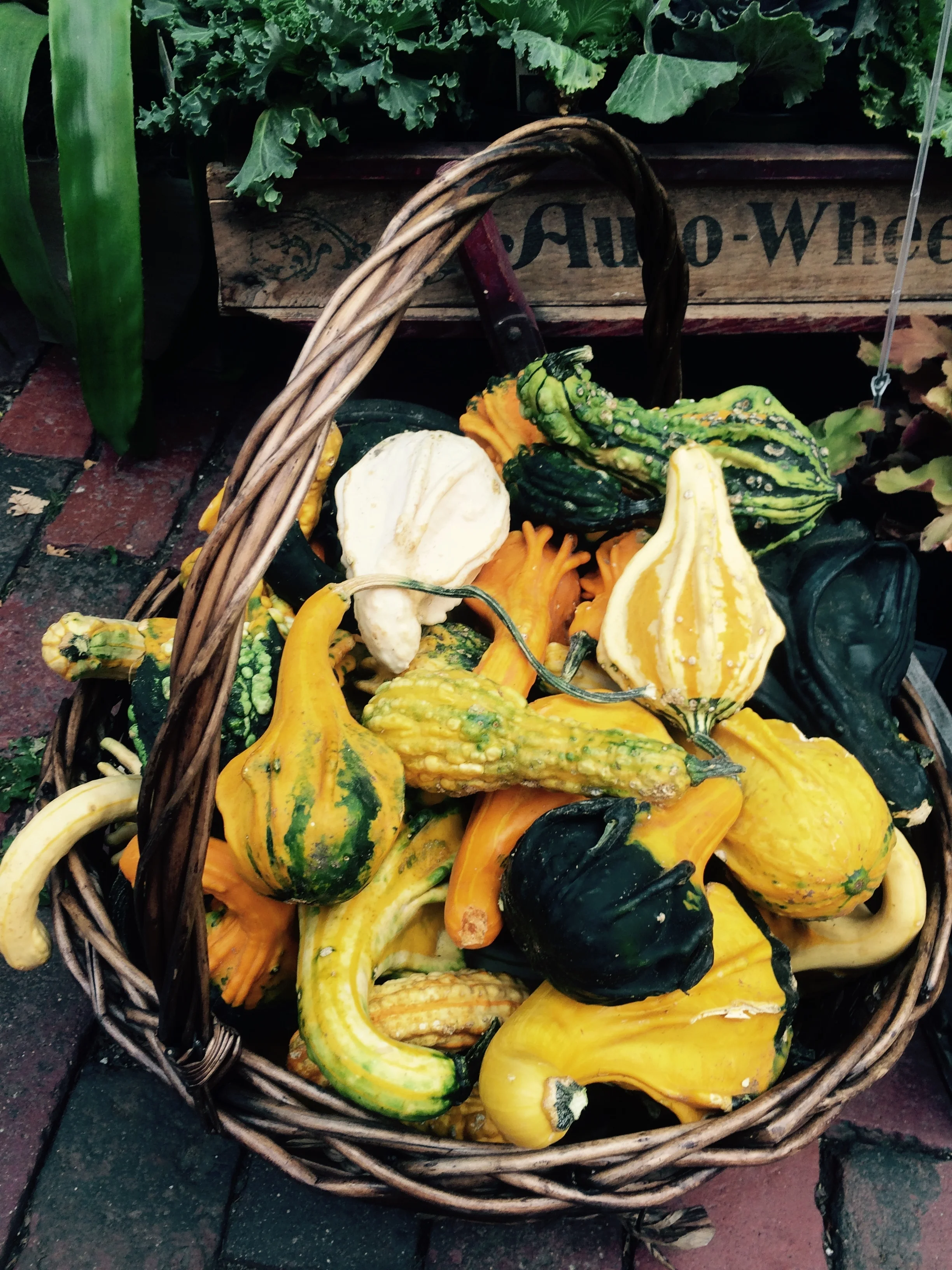 Welcome to...Our Warty Gourd World!