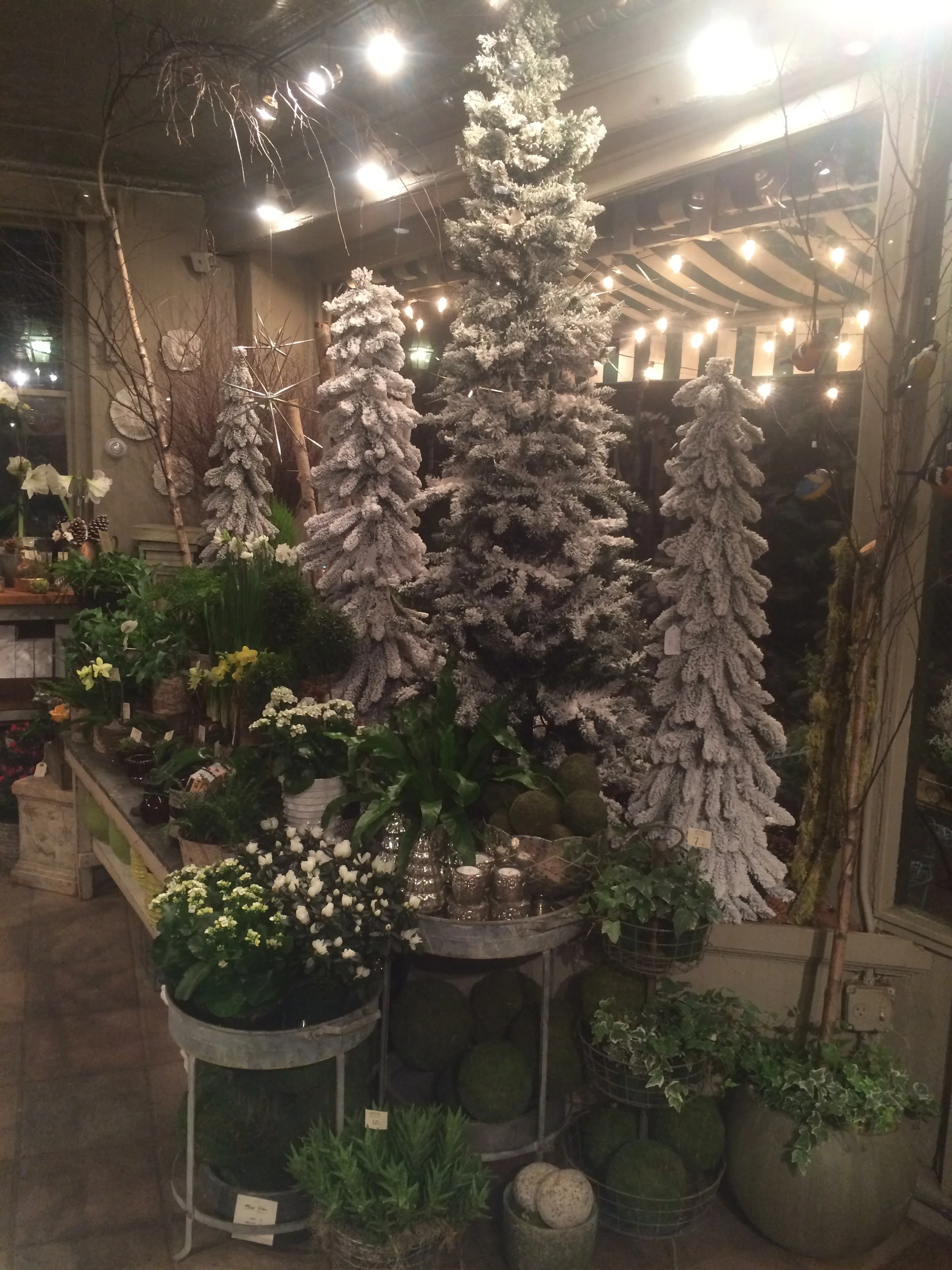 Finally, our stately snowy trees adorn our windows and provide a great backdrop for the green flowering plants and ferns. 