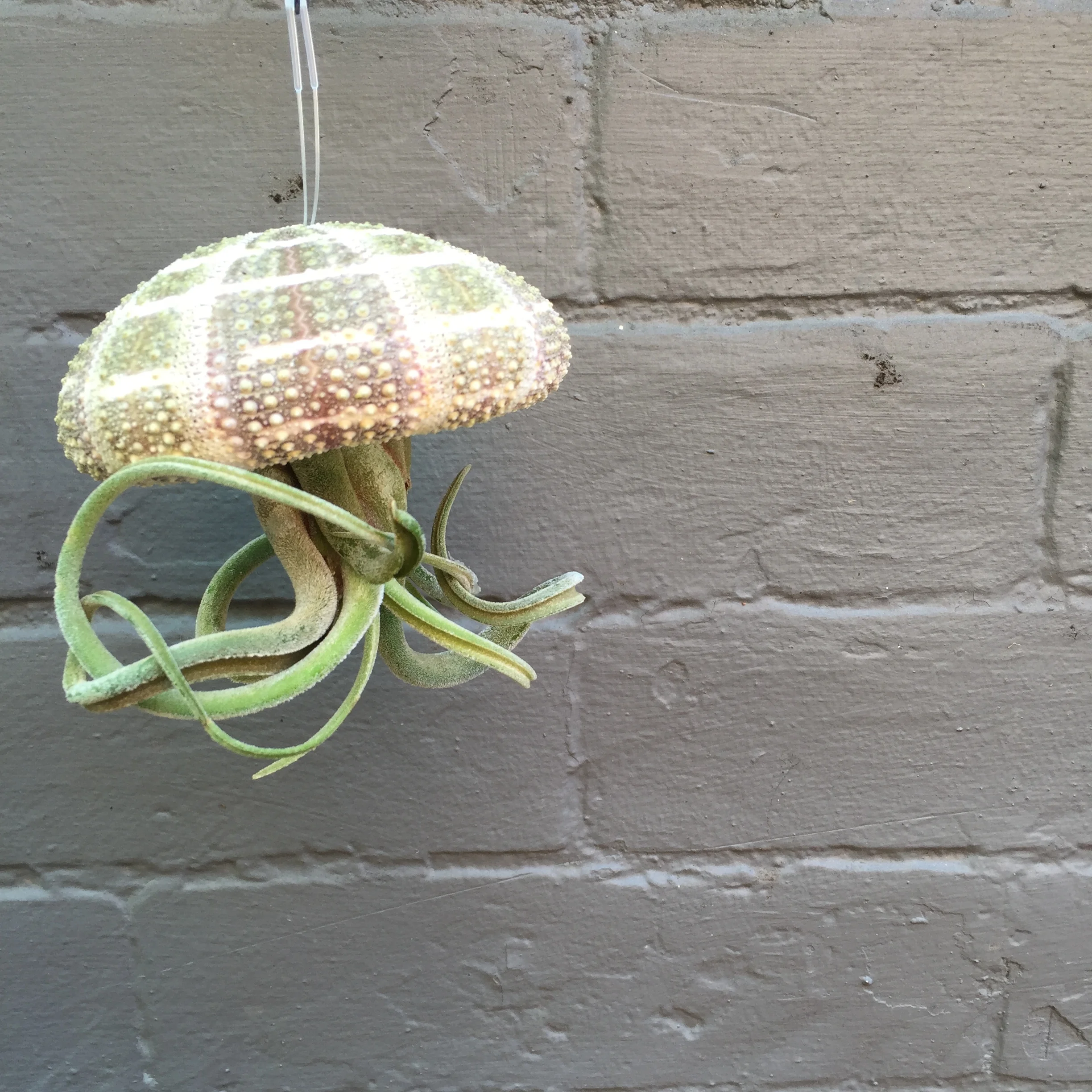 Sea Urchins hang upside down resembling jellyfish.