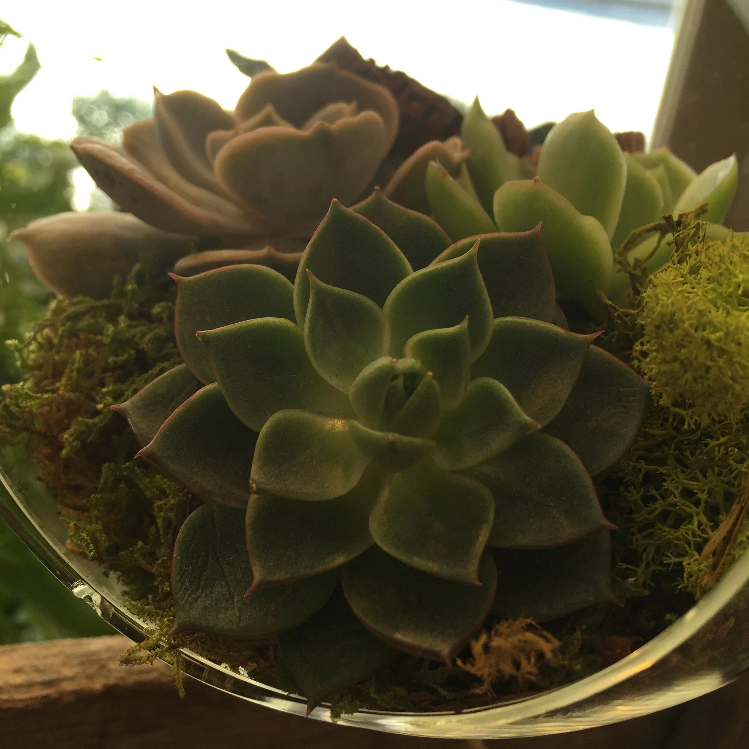 Echeveria are great additions to terrariums because they do not require frequent waterings, nor do they need a lot of space to grow. We enjoy the look of groupings of these little succulents- but they also look stunning on their own. 