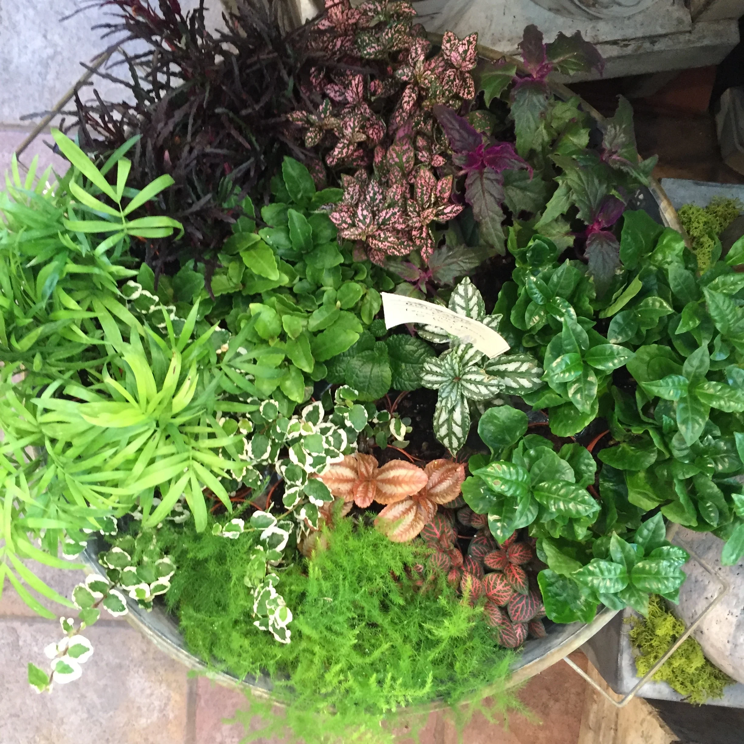 These assorted mini terrarium plants have been a huge hit this summer! We can barely keep them on the shelves, Coming in many different colors and textures- from tiny palms to colorful splash plants they bring a wonderful gardeny look to plantings. 