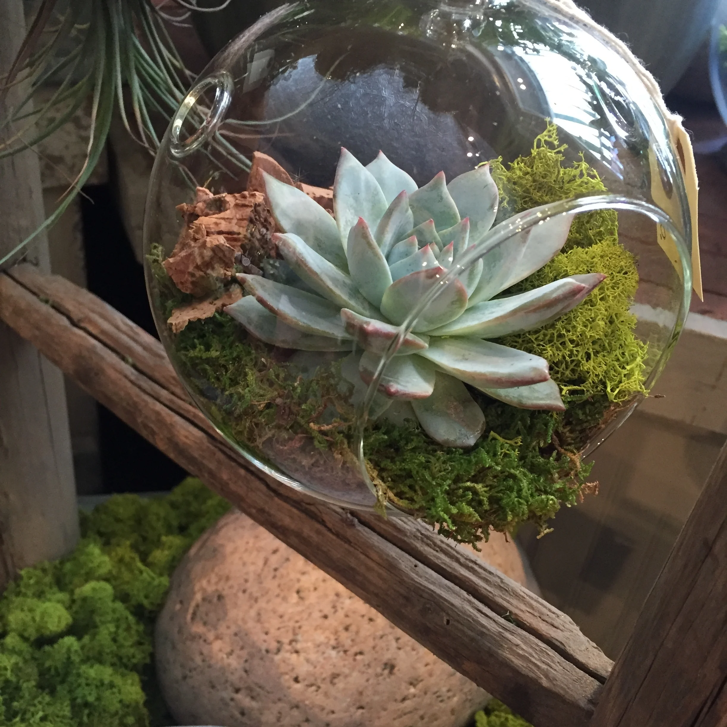  A silvery echeveria sits in a globe terrarium, amidst bright green reindeer moss and cork chips. 