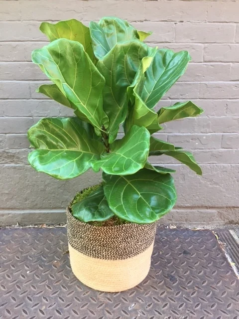 Fiddle Leaf Fig.jpg