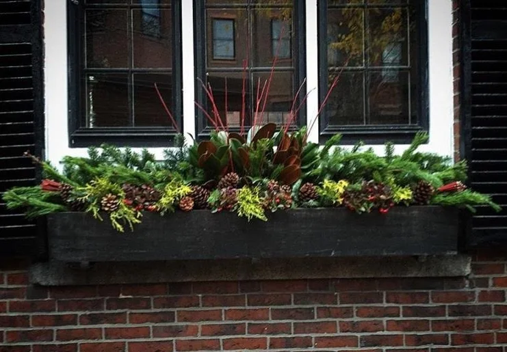 Boston Winter Flowers
