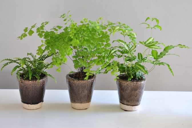 boston plants fern