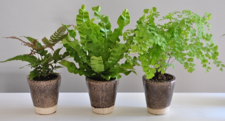boston plants fern