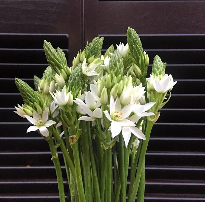 Ornothogalum.jpg