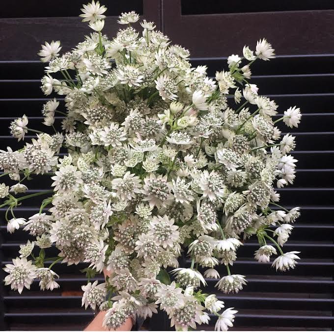 Astrantia.jpg