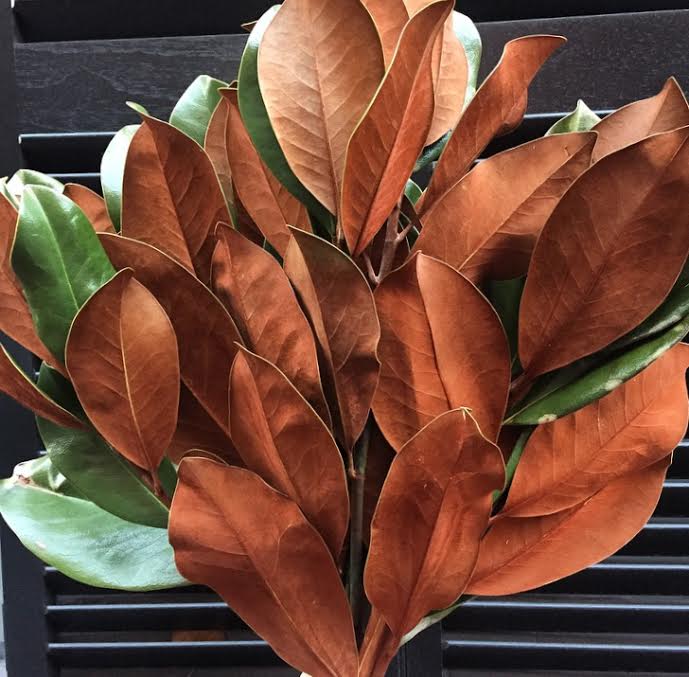 Magnolia Leaf.jpg