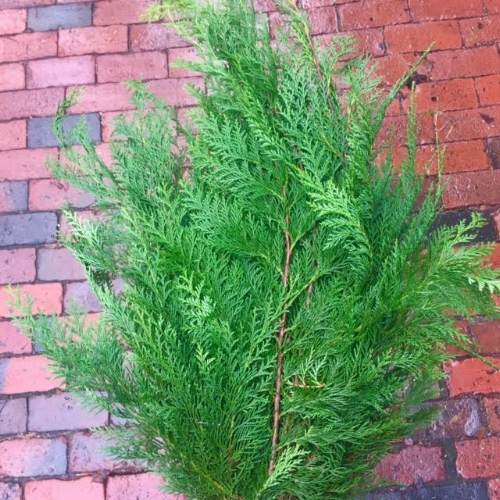 Cedar Western Red