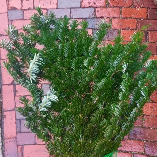 Silver Fir