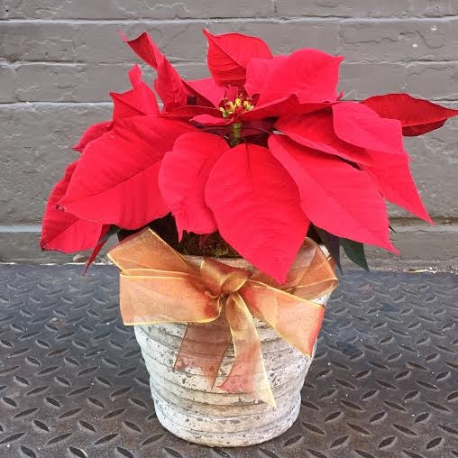 poinsettia.jpg