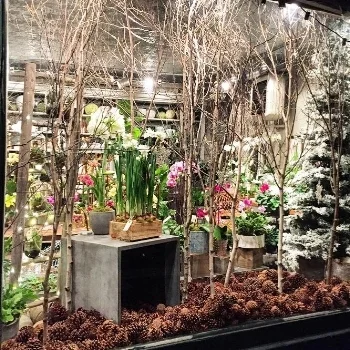 Have you seen our latest window display? The drifts of pinecones and tall branchy birch makes it feel like a wintery wonderland!