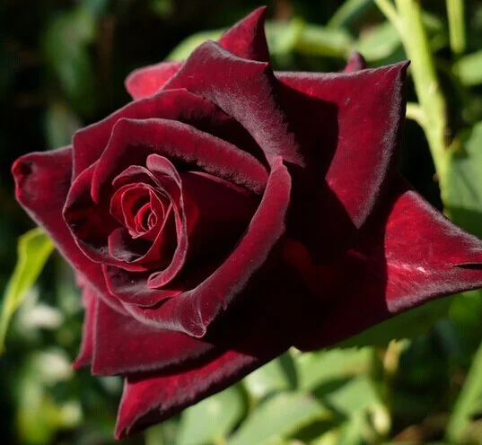 blk rose.jpg